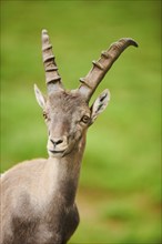 Alpine ibex (Capra ibex) male, portrait, wildlife Park Aurach near Kitzbuehl, Austria, Europe