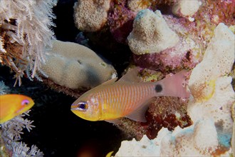 Orange-banded cardinalfish (Taeniamia fucata) (Archamia fucata), dive site House Reef, Mangrove