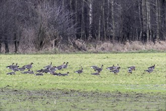 Bean Geese (Anser fabalis), Emsland, Lower Saxony, Germany, Europe