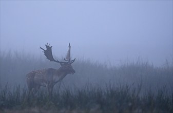 Fallow deer (Cervus dama), male, rut, Hesse, Germany, Europe