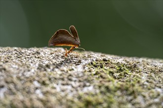 Leaf-cutter ant (Atta cephalotes) carrying a piece of leaf, Corcovado National Park, Osa Peninsula,