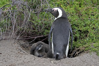 African penguin (Spheniscus demersus), adult, with young, at breeding den, on land, Betty's Bay,