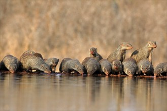 Zebra mongoose (Mungos mungo), adult, group, at the water, drinking, Kruger National Park, Kruger