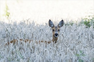 A european roe deer (Capreolus capreolus) looks out of a wheat field in a quiet landscape, Hesse,