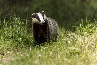 A badger moving through the grass in daylight, european badger (Meles meles), Germany, Europe