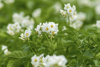 Potato (Solanum tuberosum) flowering, potato field, Baden-Württemberg, Germany, Europe