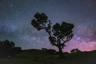 Centuries-old til trees in fantastic magical idyllic Fanal Laurisilva forest in night with starry