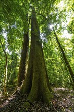 Tall trees in dense vegetation in the rainforest, Sun Star, Corcovado National Park, Osa, Puntarena