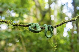 Bothriechis lateralis (Bothriechis lateralis), sitting on a branch, Heredia province, Costa Rica,