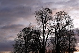 Roosting tree of a flock of crows, crows in a tree in the morning, Middle Elbe Biosphere Reserve,