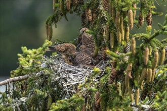 Common kestrel (Falco tinnunculus), female adult bird feeding young birds not yet ready to fly in