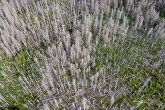 Aerial photo of dead spruces, due to infestation by bark beetles, Oderbrück, 19/07/2020