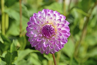 Decorative dahlias (Dahlia), Martina variety, white and pink flower, North Rhine-Westphalia,