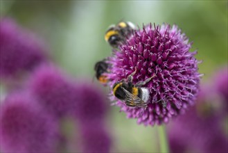 Bumblebees (Bombus) on flowers of the globe leek (Allium sphaerocephalon), Mecklenburg-Vorpommern,