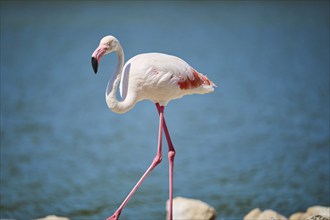 Greater flamingo (Phoenicopterus roseus) walking next to the sea, France, Europe