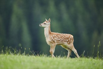 Red deer (Cervus elaphus) fawn walking on a meadow in the mountains in tirol, Kitzbühel, Wildpark