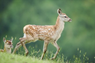 Red deer (Cervus elaphus) fawn walking on a meadow in the mountains in tirol, Kitzbühel, Wildpark