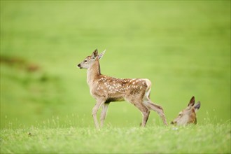 Red deer (Cervus elaphus) fawn walking on a meadow in the mountains in tirol, herd, Kitzbühel,