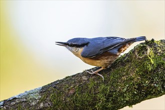 Eurasian Nuthatch, Sitta europaea bird in forest at winter sun