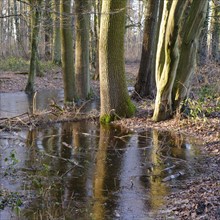 Ditch with water and ice layer in the forest, flooding, Kurler bush, Dortmund, Ruhr area, North