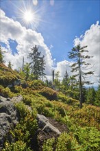 Vegetation with Norway spruce (Picea abies) and colored European blueberry (Vaccinium myrtillus) on