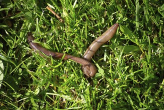 Earthworm in grass, Lumbricus Terrestris