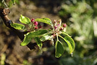 Hamburg, Altes Land, Obstplantage, Frostschutz