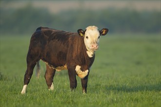 Domesticated cattle or cow (Bos taurus) juvenile baby calf in a grass farm field, Norfolk, England,