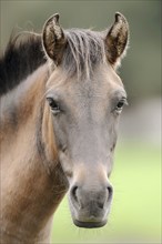 Dülmen wild horse, portrait, Merfelder Bruch, Dülmen, North Rhine-Westphalia, Germany, Europe