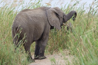 African bush elephants (Loxodonta africana), adult female with young, feeding on reeds in the bed