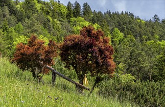 Red flowering wig bush in a meadow, cotinus coggygria, Bavaria, Germany, Europe