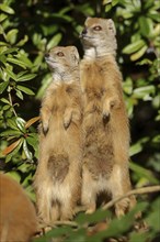 Yellow mongoose (Cynictis penicillata), captive, occurrence in Africa