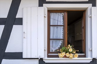 Opened window in a half-timbered house, flower pot with a begonia, Alsace, France, Europe