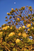 Landscape S¸dafrika, scenery South Africa, sugar bushes, protea, silver tree, cape rose, feather