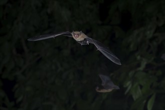 Common pipistrelle (Pipistrellus pipistrellus) hunting insects in front of deciduous forest,