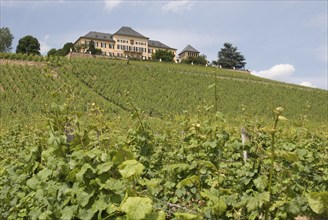 Johannisberg Wine Castle, Rheingau, Hesse, Germany, Europe