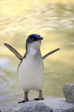 Little penguin (Eudyptula minor), adult, on land, spreading wings, Kangaroo Island, South