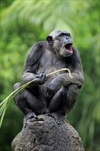 Chimpanzee (Pan troglodytes troglodytes), adult female, used, calling tool, termite mound