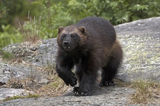 Wolverine, wolverine, (Gulo gulo), bear marten, Järv, Sweden, Sweden, Europe