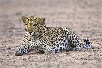 Leopard, (Panthera pardu), male leopard resting Kalahari Gemsbok NP, South Africa, Africa