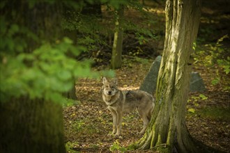 Moritzburg Game Reserve, Moritzburg, Saxony, Germany, Europe