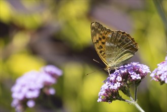 Silver-washed fritillary butterfly (Argynnis paphia) adult insect feeding on a purple garden