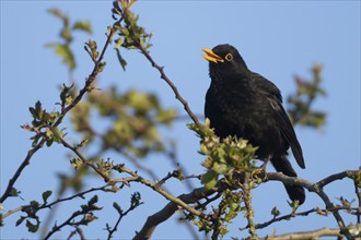 Eurasian blackbird (Turdus merula) adult male bird singing from a Hawthorn tree in spring, Suffolk,