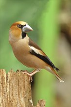 Hawfinch (Coccothraustes coccothraustes), male, sitting on an old tree stump, Wilnsdorf, North