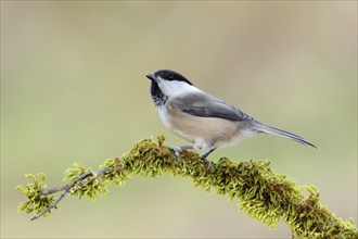 Willow Tit (Parus montanus), sitting on a branch covered with moss, animals, birds, Siegerland,