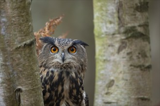 European eagle owl (Bubo bubo) adult bird head portrait, England, United Kingdom, Europe