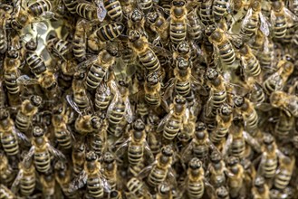 Bee colony, many bees, Western or European honey bee (Apis mellifera), wild construction of natural