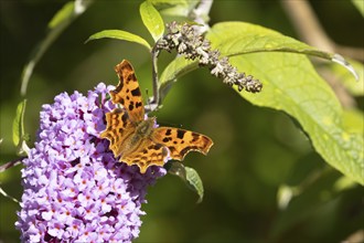 Comma butterfly (Polygonia c-album) adult insect feeding on purple Buddleja flowers in a garden,