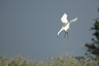 Little egret (Egretta garzetta) adult bird diving down in flight, Lincolnshire, England, United