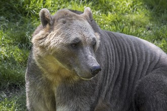 Polar bear, brown bear hybrid, polar bear-grizzly bear hybrid also called grolar bear, pizzly bear,